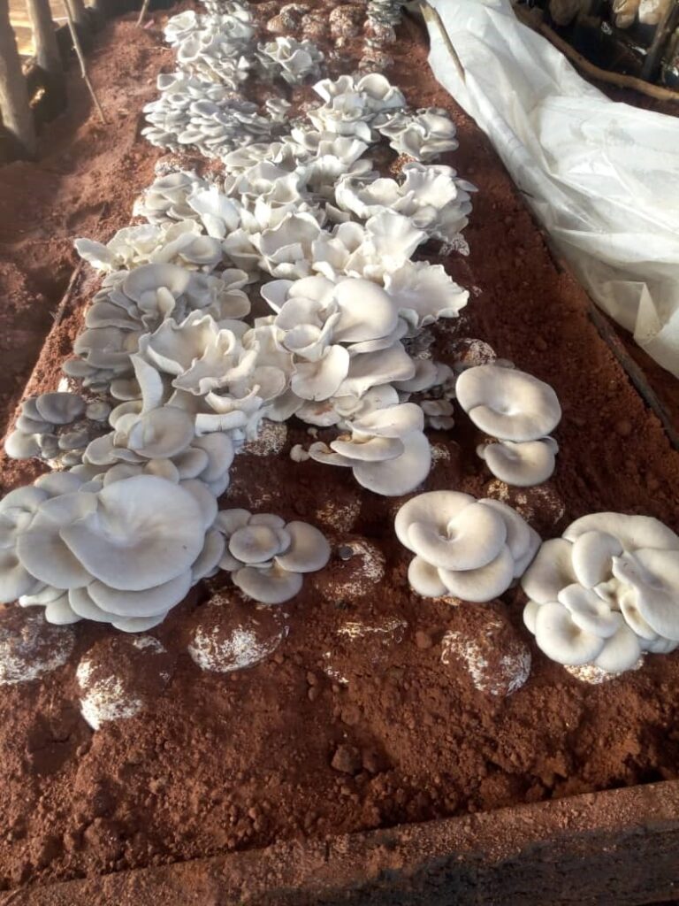TWICECEKA mushroom project